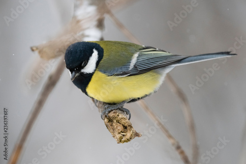 Great tit (Parus major) - a bird of the titmouse family in its natural environment with natural light, close-up.