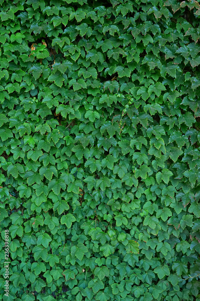 Natural hedge background. Close-up of green leaves. Natural hedge background. Close-up of green leaves.