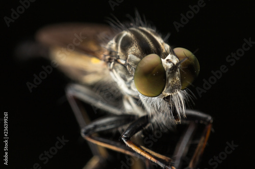 close up of robber fly with selective focus © Sea_Monkey