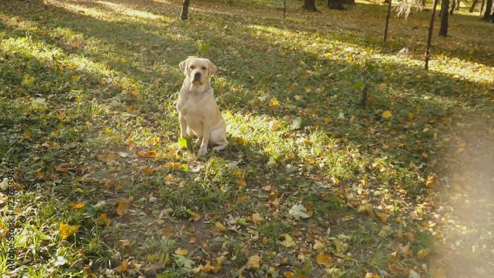 dog breed Labrador in the park