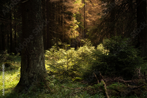 Sonnenstrahlen im Naturwald Harz