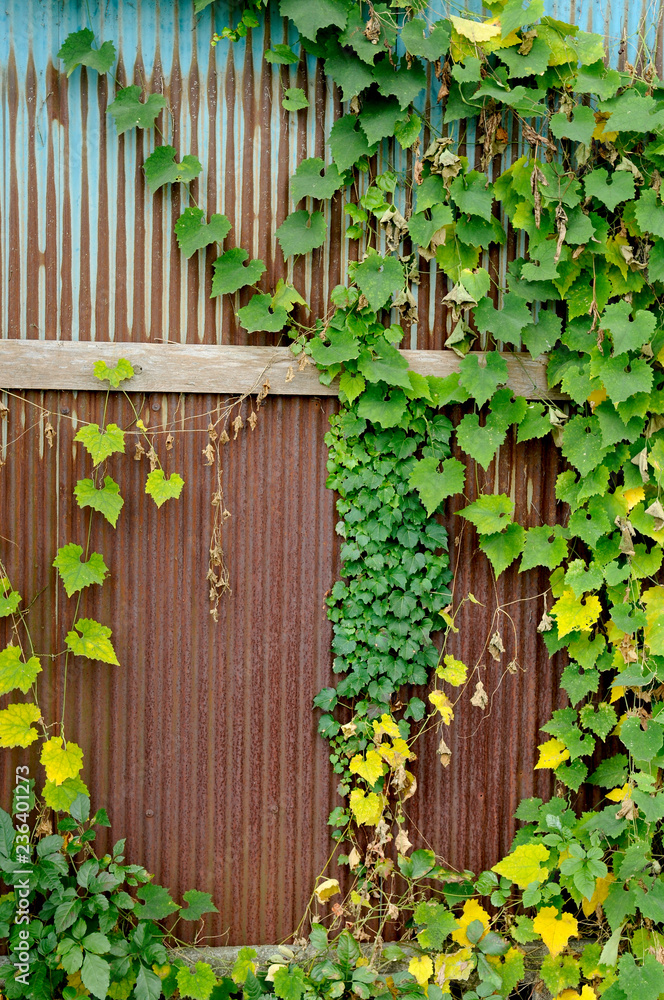 蔦の這うトタン壁 Stock Photo Adobe Stock