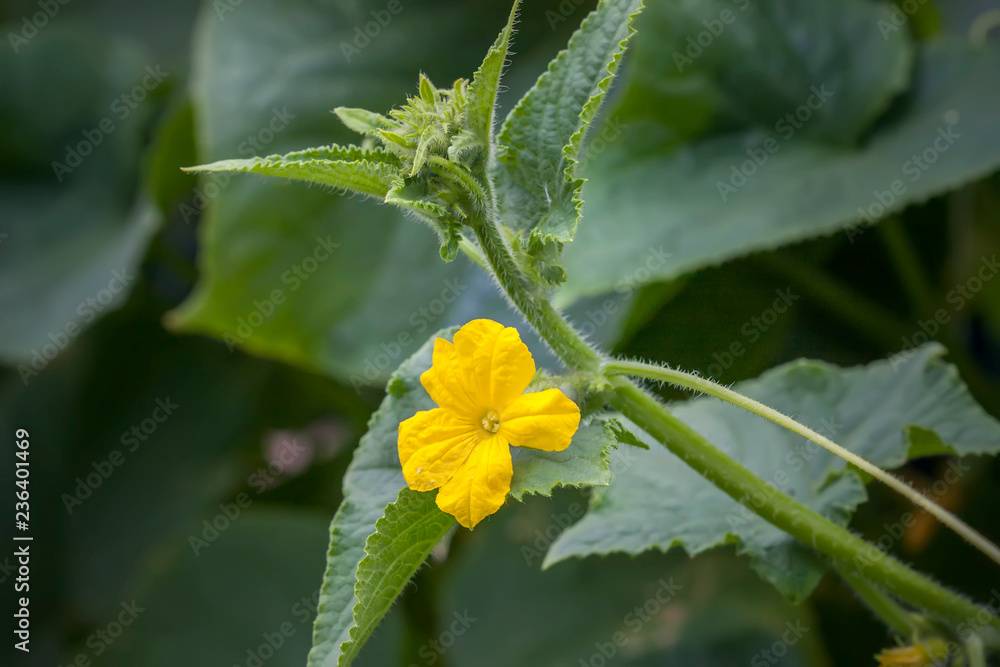 Flower and leaves of cucumber. Flower and leaves of cucumber.