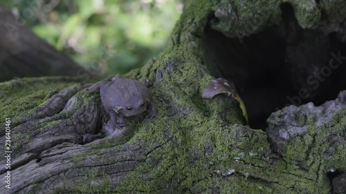 South African Black rain frog sitting on moss covered tree branch and then jumping from the branch photo