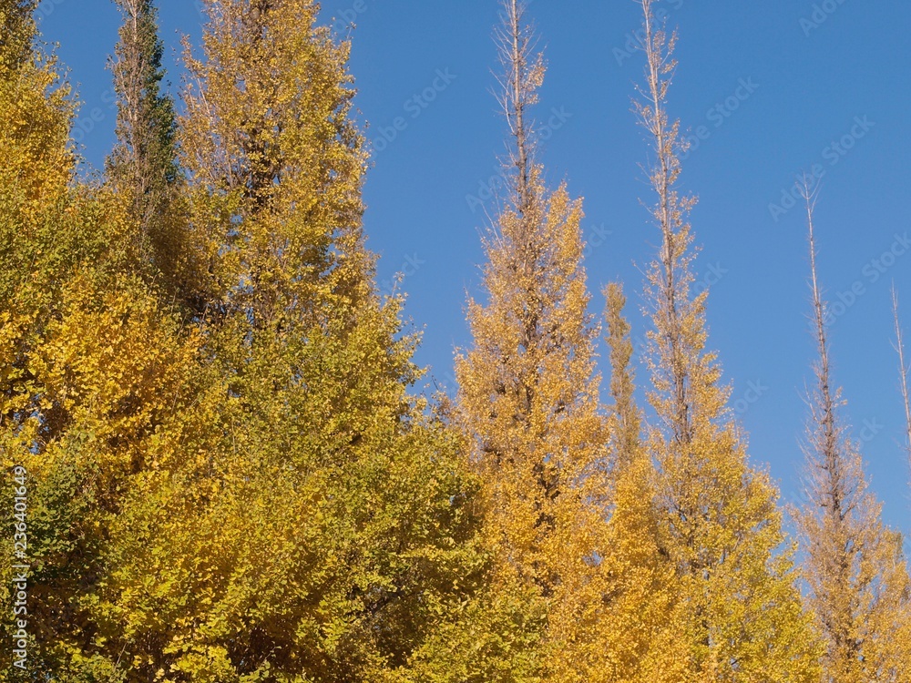 Fototapeta premium イチョウ並木