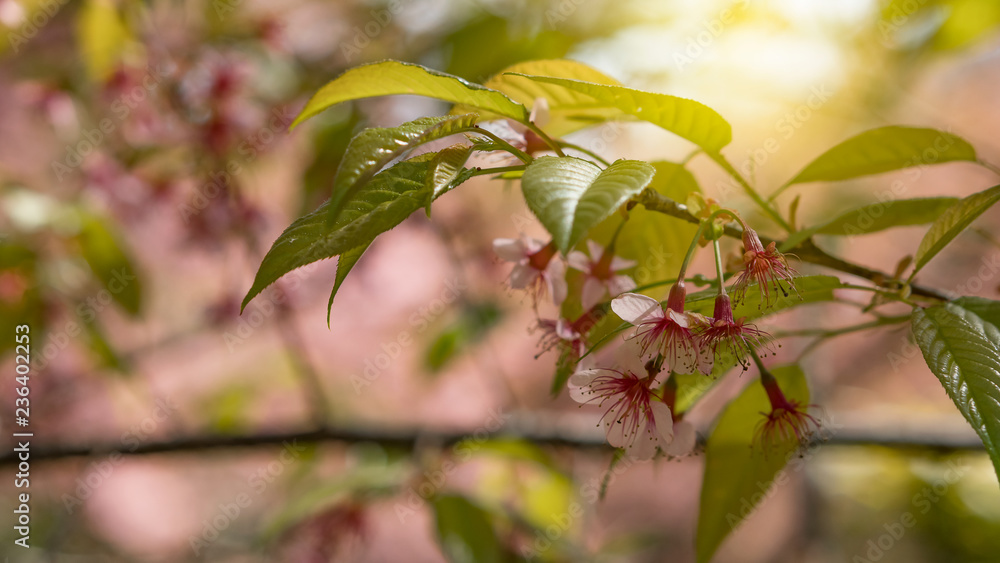 Fototapeta premium Sakura blossoms and green leaves.