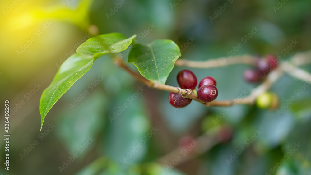 Obraz premium Red coffee beans and green leaves