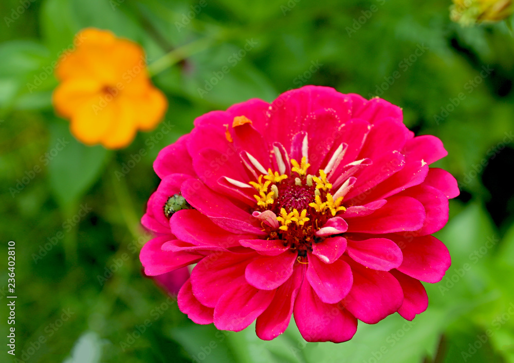 Obraz premium Dalia fucsia