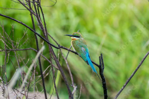 Blue tailed bee-eater (Merops philippinus) perching