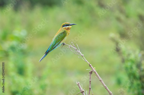 Blue tailed bee-eater (Merops philippinus) perching © Lee