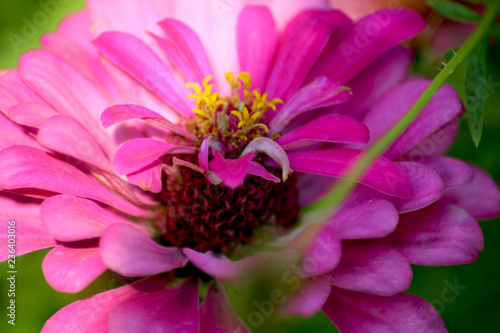 Zinnia in primo piano