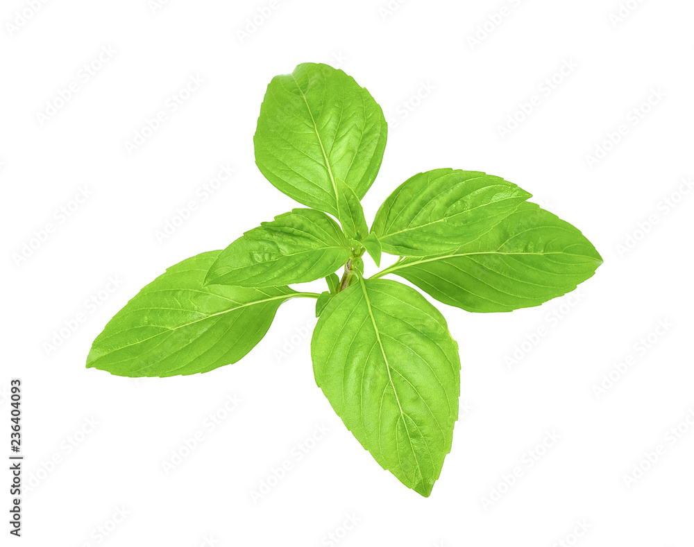 Fresh basil isolated on white clipping path Fresh basil isolated on white clipping path
