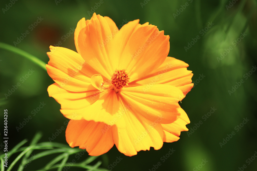 Fiore giallo sole Fiore giallo sole