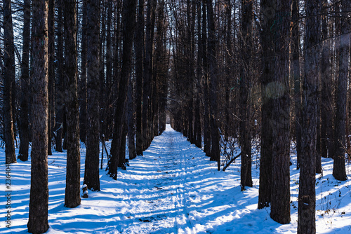 Beautiful woodland landscape -  path in the winter forest