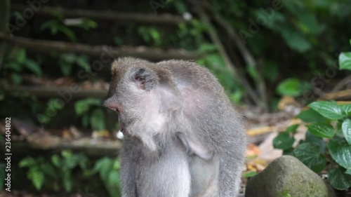 Bali Monkey (Macaque) eating on a stairway photo