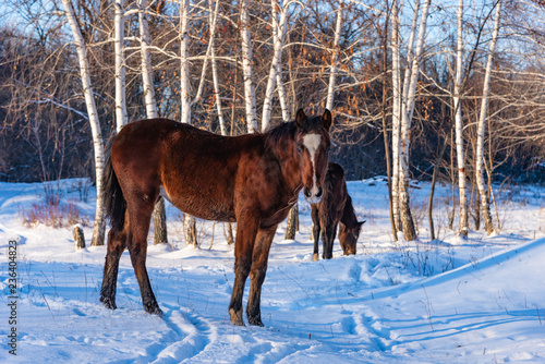 Young horses in the winter forest