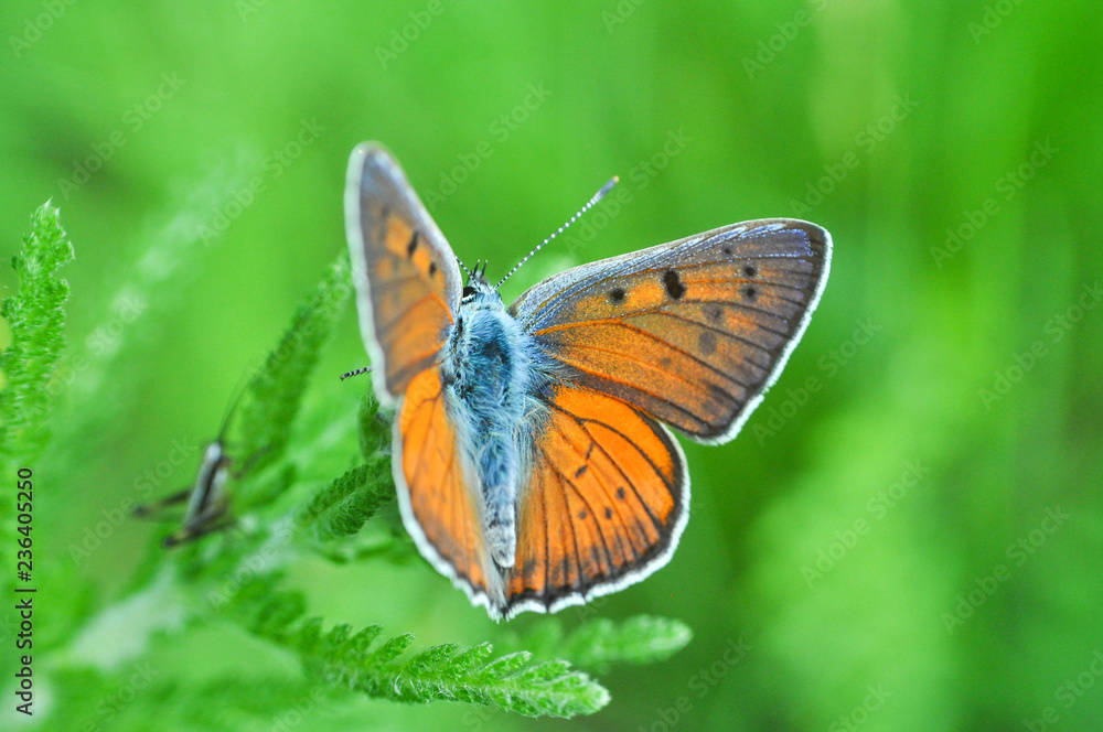 Purple Shot Copper or Lycaena alciphron butterfly in natural habitat on wild flowers. Purple Shot Copper or Lycaena alciphron butterfly in natural habitat on wild flowers.