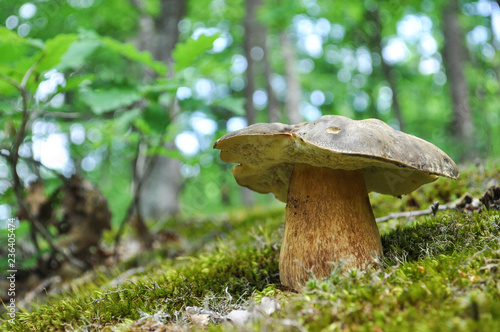 Edible wild mushroom in forest. Boletus edulis, penny bun, cep, porcino or porcini mushroom