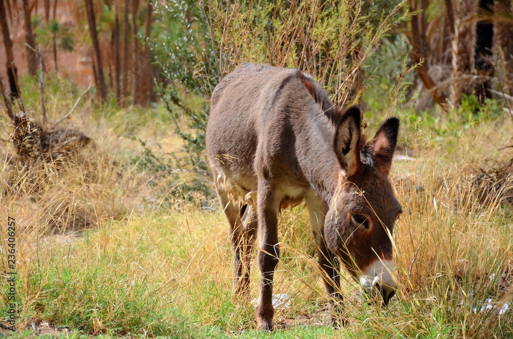 Donkey in the Canyon of Ghoufi, Alegria Donkey in the Canyon of Ghoufi, Alegria