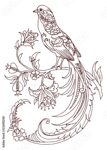 Golden pheasant. Line art