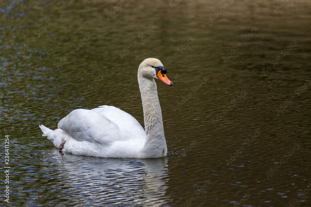 White swan in pool White swan in pool