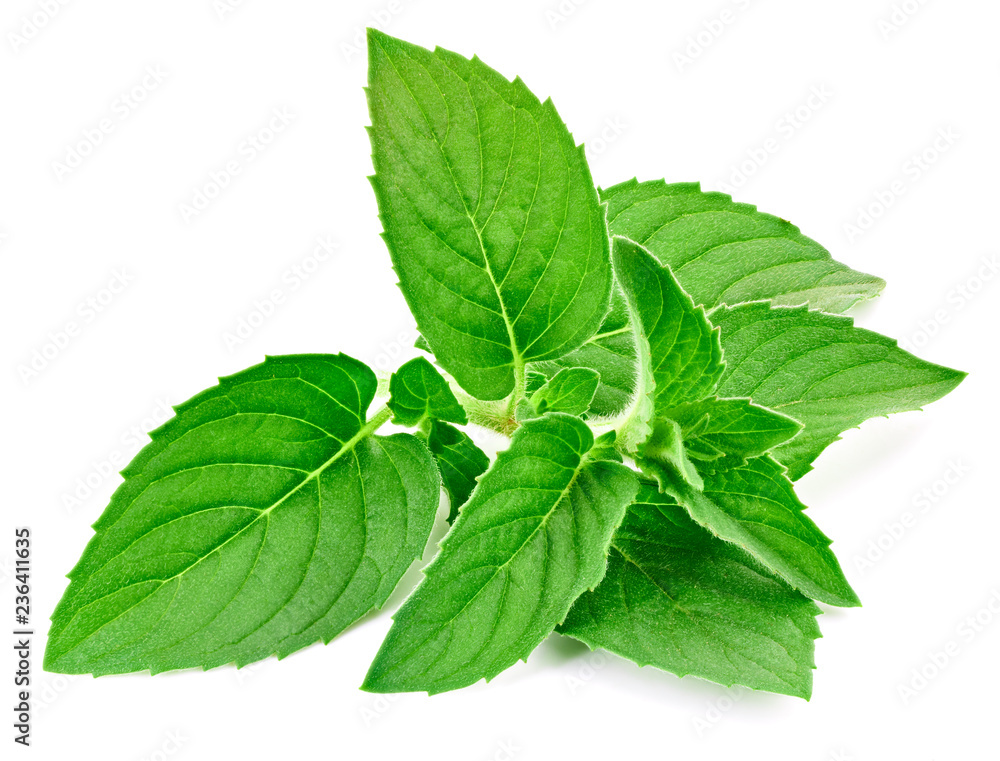 Fresh mint isolated Clipping Path Fresh mint isolated Clipping Path