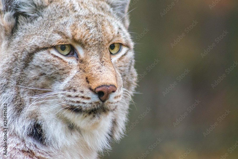 Luchs Luchs