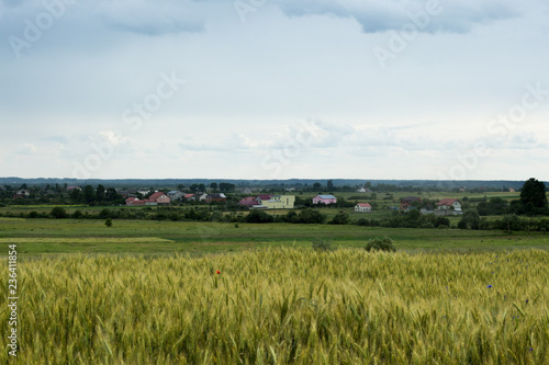 rural landscape with wheat field and blue sky