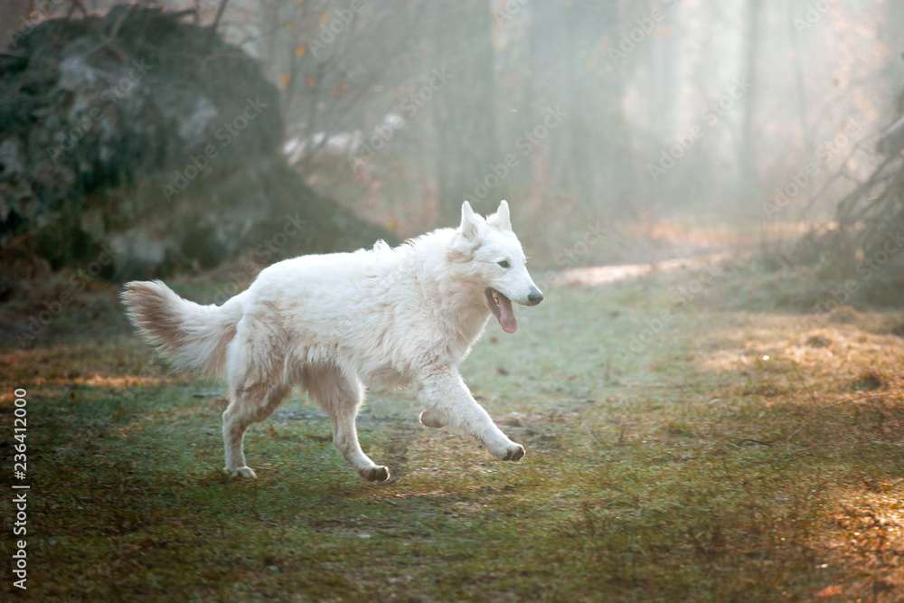 Fototapeta premium White Swiss Shepherd in the autumn forest
