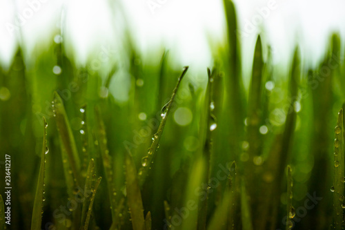 green grass after rain 