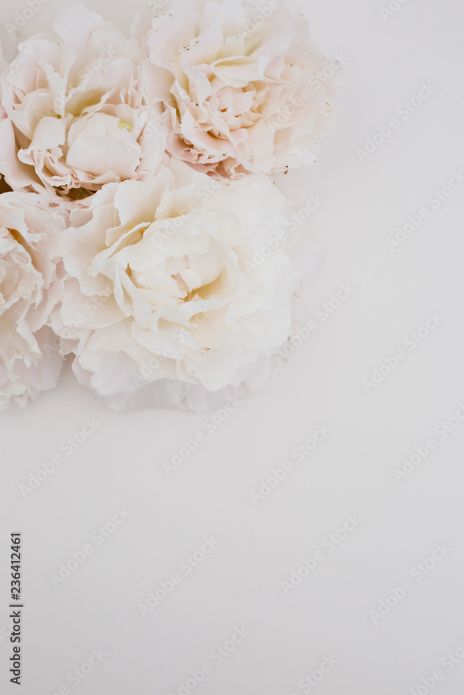 pink flowers bouquet in white background pink flowers bouquet in white background