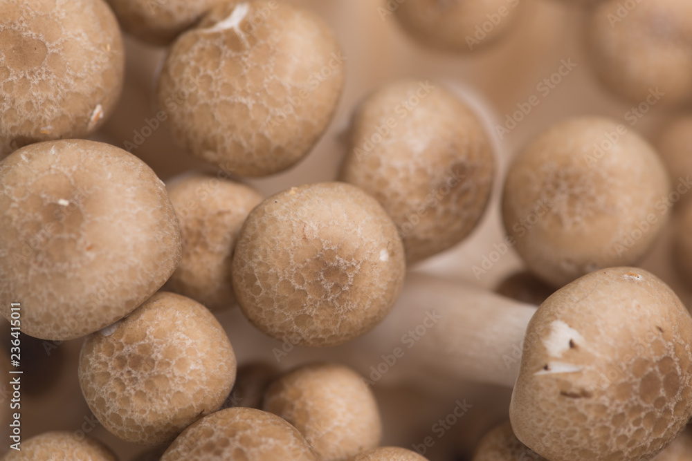 Brown beech mushrooms or Shimeji mushroom on white background Brown beech mushrooms or Shimeji mushroom on white background