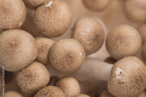 Brown beech mushrooms or Shimeji mushroom on white background