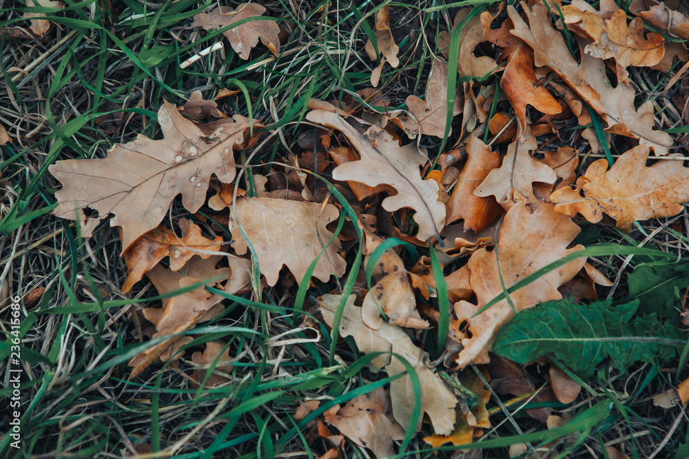 dry autumn leaves on the ground dry autumn leaves on the ground