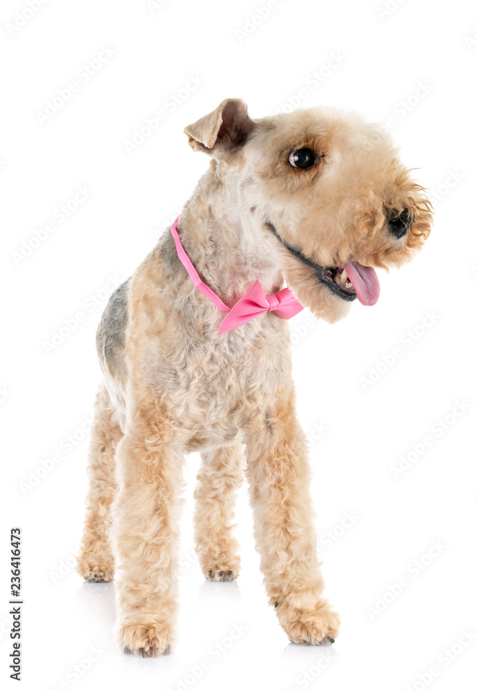 lakeland terrier in studio lakeland terrier in studio