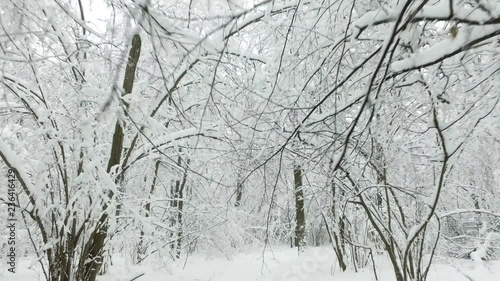 Wallpaper Mural Winter forest in the snow. Snow and large snow drifts on the ground and the branches of trees Torontodigital.ca