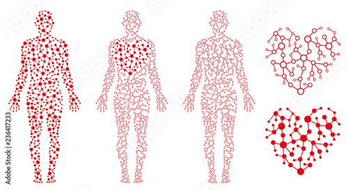 Human Body Health, Heart and Blood, Blood Circulation