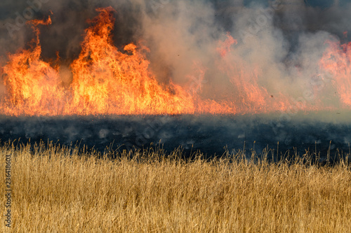 Fotomural 渡良瀬遊水地のヨシ焼き