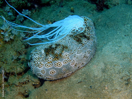 Sea cucumber