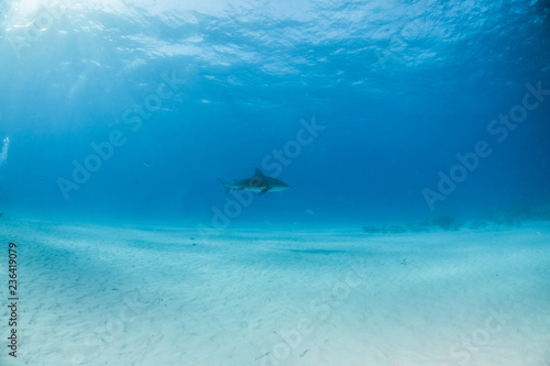 Bulls shark at the Bahamas