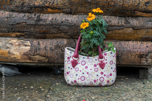 Fototapeta Naklejka Na Ścianę i Meble -  Bag as Flower Pots