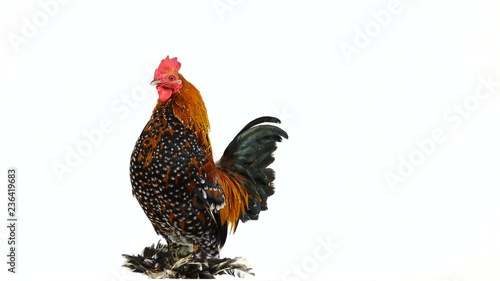 Rooster Milfleur rotate and crowing on white screen. sound photo