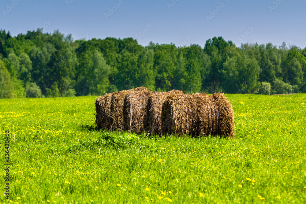 The haystacks in the field