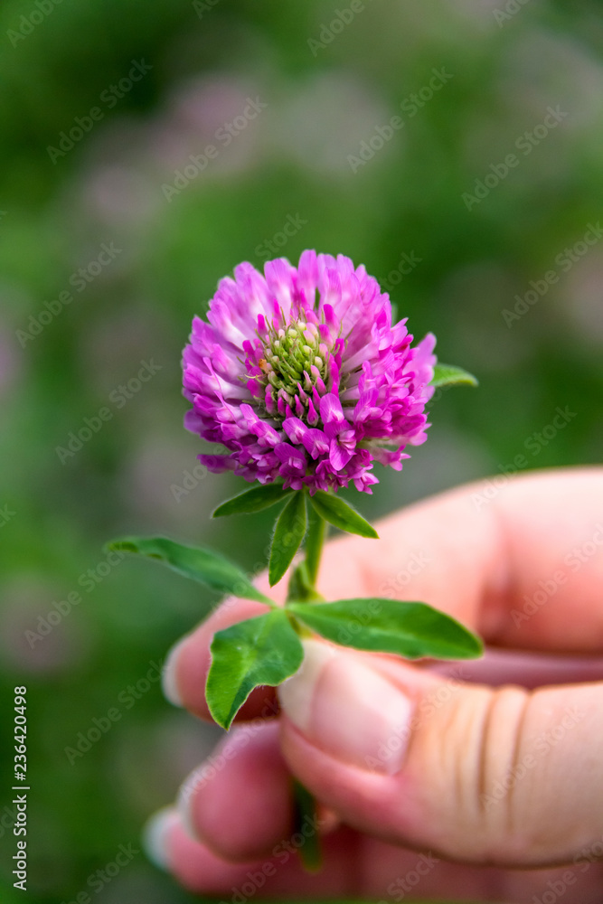 flowering clover close-up in hands