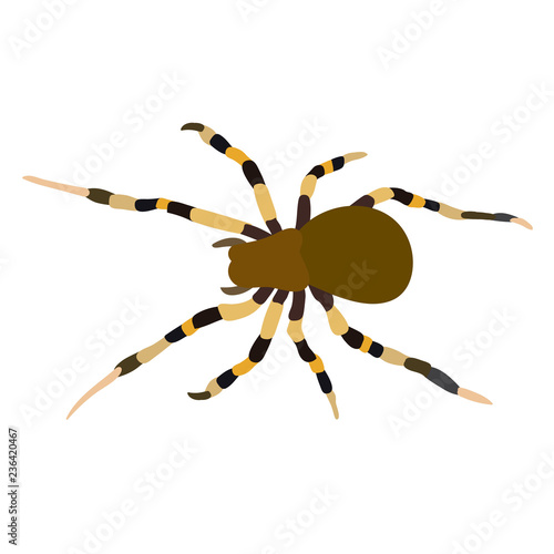vector, isolated, spider insect, icon