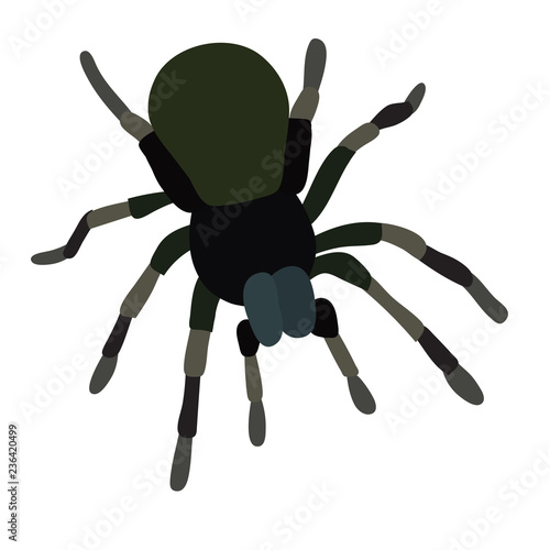silhouette spider, insect