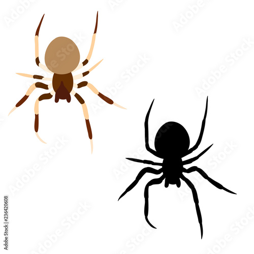 vector, isolated, spider insect, spider silhouette, on white background