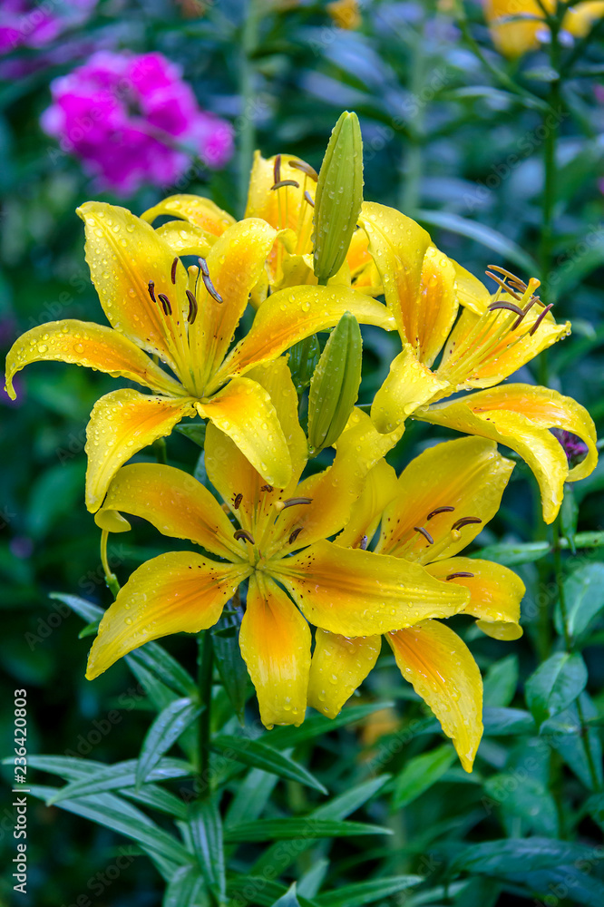 Fototapeta premium Lily flowers in the garden on a blurred background 