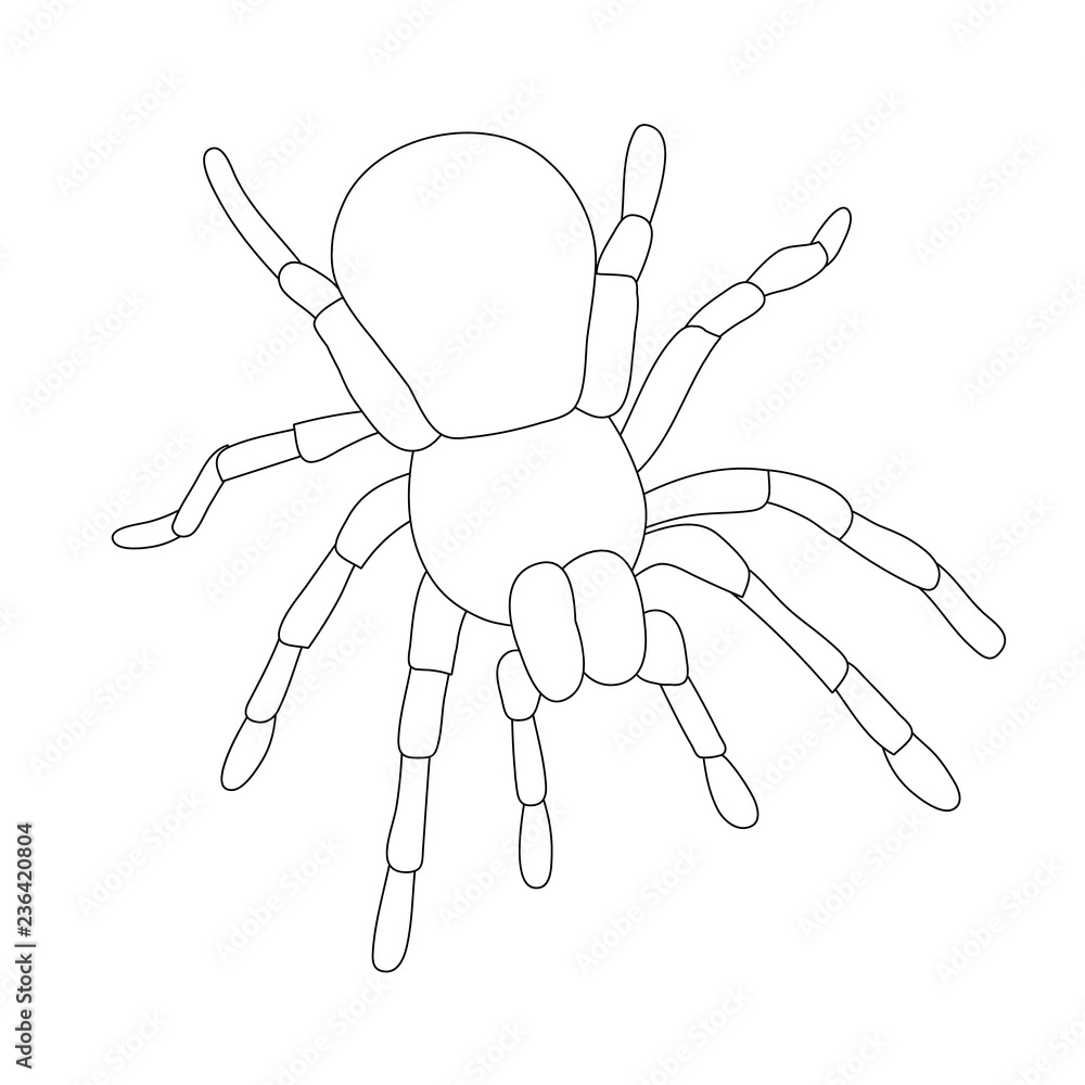 isolated, sketch spider, contour isolated, sketch spider, contour