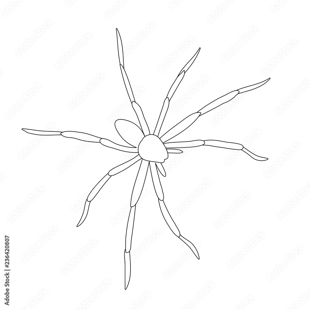 vector, isolated, sketch spider, contour vector, isolated, sketch spider, contour